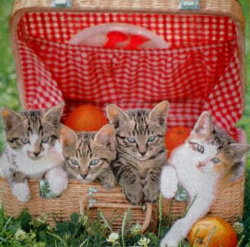 079 Cats - 3-ply
